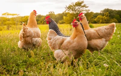Chickens roaming freely on a sunny farm.